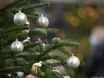 Welchen Weihnachtsbaum bevorzugt ihr: Echt oder künstlich?
