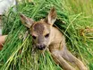 Lebensretter im Morgengrauen – VIDEO