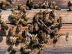 Skrupellose Honigdiebe lösen Bienensterben aus