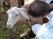 Südtirol steuert auf Tierärztemangel zu