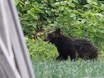 Vermeintliches Bärenjunges im Gadertal war eine schwarze Katze