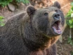 Bär reißt vermutlich zwei Esel in Tirol
