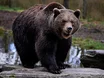 Braunbär jagt Familie in Norditalien in die Flucht