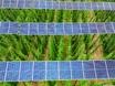 Neue Regeln für Photovoltaik-Anlagen auf landwirtschaftlichen Flächen