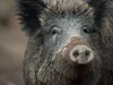 Unglaublich: Wildschwein auf 3.000 Metern Höhe gesichtet