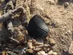 Alarm an der Adria: Schwarze Plastikscheiben verschmutzen Rosolina Mare