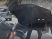 Kuh attackiert zwei Motorradfahrer in den Alpen