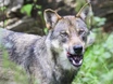 Puezalm in Gröden: Wolf reißt 40 Schafe 