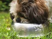 Warum ihr euern Hund vielleicht vegan ernähren solltet