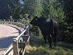 Ausgebrochener Stier und Feuerwehr liefern sich wilde Verfolgungsjagd