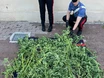 Im Gewächshaus sprießt “Gras”