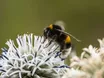 Nahezu 100 Wildbienenarten in Europa zusätzlich bedroht