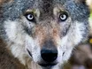 Erster Wolfsangriff in Deutschland seit der Wiederansiedlung