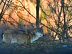 Wolfsabwehr ohne Entnahme: Herdenschutzzäune, Hirtenhunde oder Gummigeschosse?