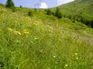 Von Blühwiesen bis Wiesenbrüter: “Landwirtschaft leistet wichtigen Beitrag zur Biodiversität”