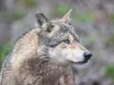 Südtirol beteiligt an internationalem Wolfsmonitoring
