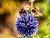 Bei extremer Hitze und Trockenheit brauchen Wildtiere unsere Hilfe