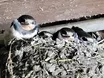 Schwalben im Stall bringen Glück