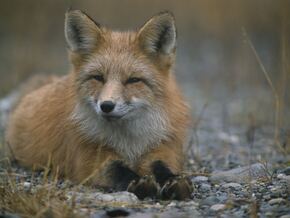 Fuchsbandwurm im Wipptal festgestellt