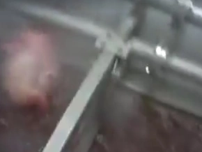 Brutal: So leiden Schweine im Schlachthaus – VIDEO