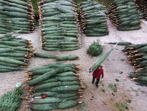 Christbaumtransport: Die Spitze sollte nach hinten zeigen