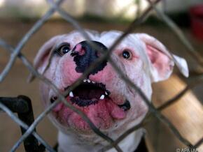 Tierheim Bozen von Kampfhunden überlaufen