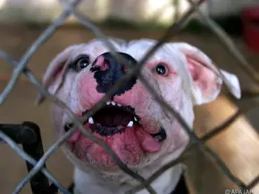 Tierheim Bozen von Kampfhunden überlaufen