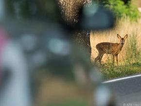Wild springt auf die Straße: Fatalen Fehler vermeiden
