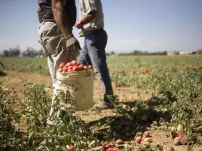 Illegales Netzwerk verschiebt Erntehelfer durch Italien