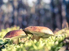 Pilze mit Vorsicht genießen