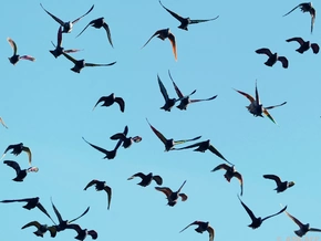 Die Mutter Theresa der Vögel: Rom-Bewohnerin zieht Ärger auf sich
