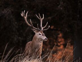 Hirsche verwandeln Dolomiten-Straße in Todesfalle – VIDEO