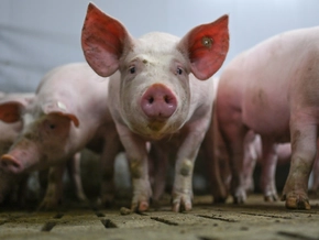 “Was haben Schweine, das Tomaten nicht haben?”
