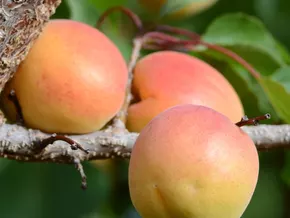 Vinschger Marillensaison 2025 beginnt