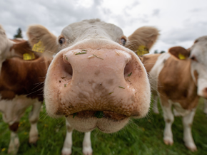 Stauder empört über Gegenvorschlag der FDI zur Hundesteuer