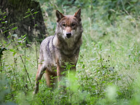 Wolf im Vinschgau von Staatsrat „gerettet“