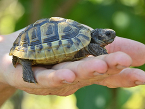 Frau mit 30 Schildkröten am Körper erwischt