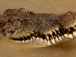 Menschliche Überreste in Krokodil in Australien entdeckt