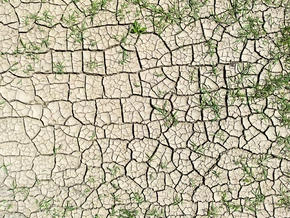 Hydrogel fördert Pflanzenwachstum bei minimalem Wasserverbrauch