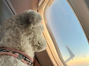 Sitz! Platz! Abflug! Italien öffnet Kabinentür für große Hunde