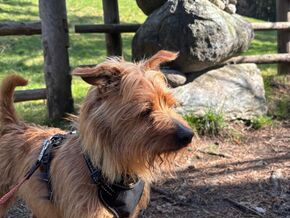 Ausstellung Jagd – Hund – Mensch