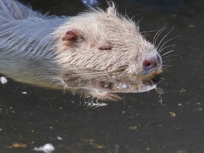 Jagd auf Nutria: Venetien will der Biberratte an den Kragen