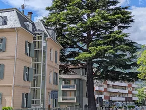 Monumentale Zeder in Meran wird gefällt