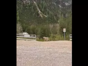Erster Vergrämungsversuch bei verhaltensauffälligem Wolf in Toblach