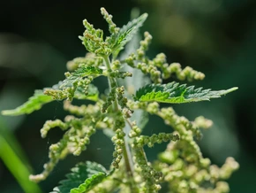 Brennnesselsamen: Das unterschätzte Superfood aus der Natur