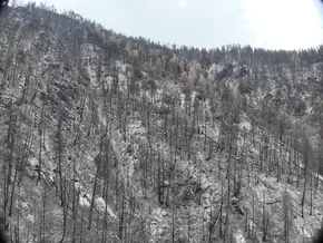 Waldbrand als Weckruf: Klimafitter Laubmischwald wird am Montoni gefördert