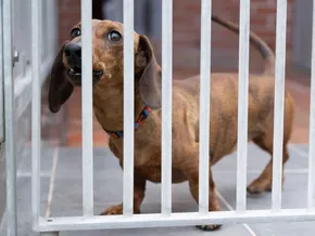 Hundekotattentäter Goecke: Aus Schlechtem kann Gutes werden
