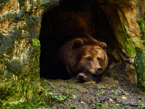AVS: Richtiges Verhalten im Bären- und Wolfsgebiet