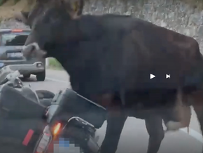 Kuh attackiert zwei Motorradfahrer in den Alpen