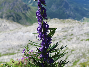 Wandern in Südtirol: Auch diese Gefahren lauern